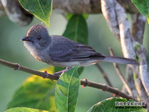 �ұ����l��ͼƬ