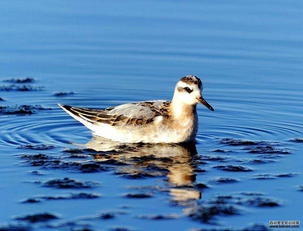 �Ұ�����