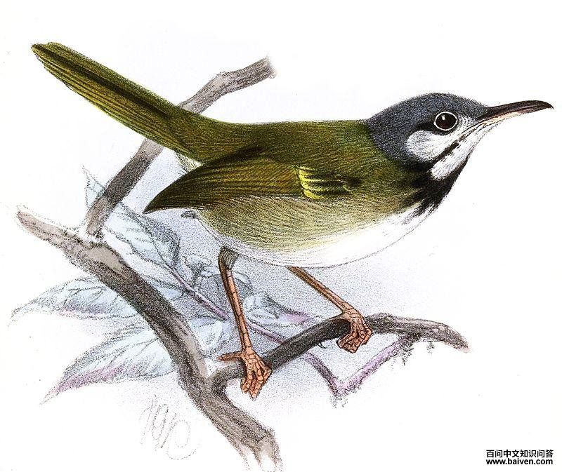 �׶���Ҷݺ��ͼƬ