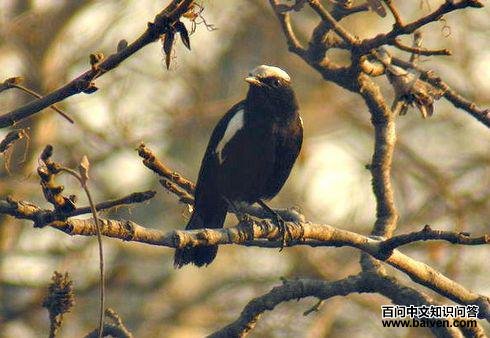 �������S��ͼƬ