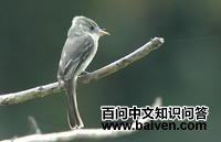 灰白小霸鹟 灰白小霸鹟的图片