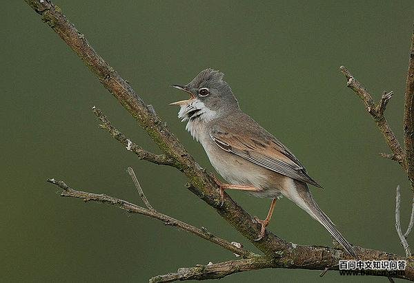 �Ұ׺���ݺ��ͼƬ