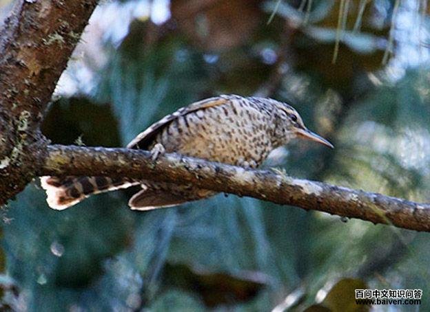 �Ұ���������