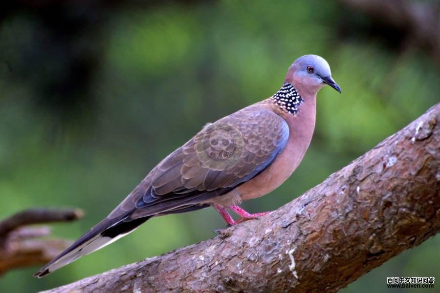 �龱�����񣺺ڰ�ɫ��ߵİ���Ȧ