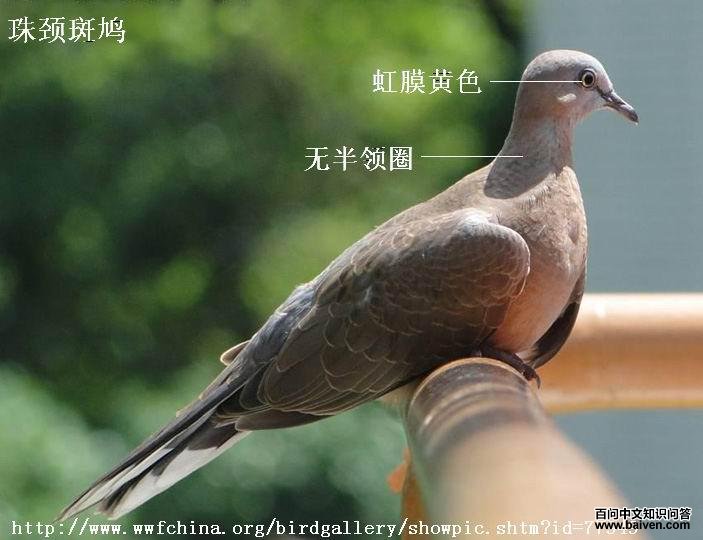 �龱����ǳ����ް��컷����Ĥ��ɫ