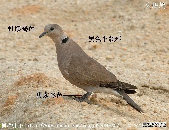 ������񣺺�Ĥ��ɫ���ŻҺ�ɫ����ɫ���컷