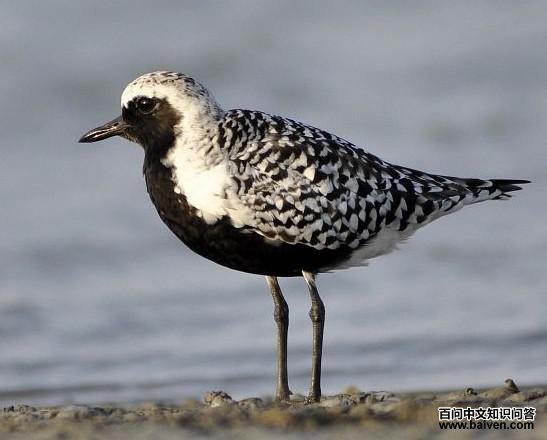 �Ұ��a��ͼƬ