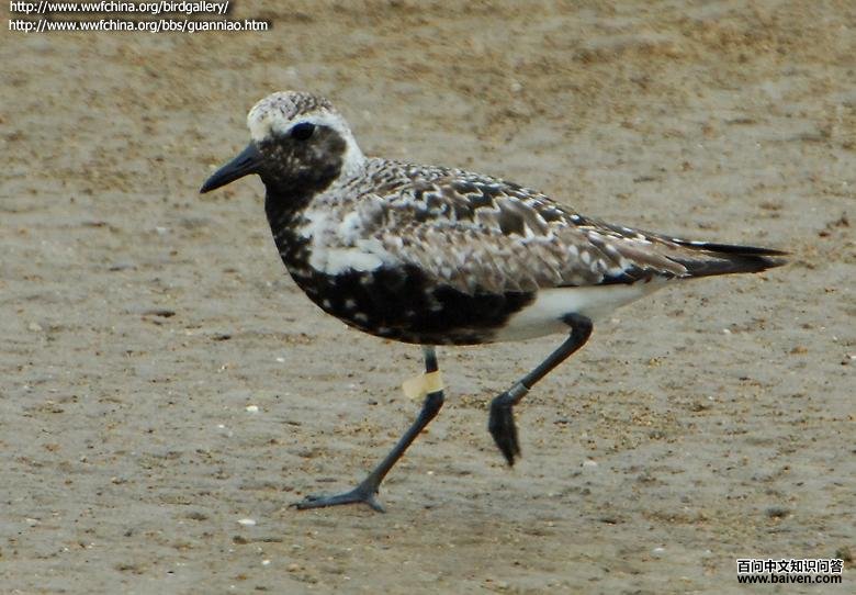 �Ұ��a����ֳ��