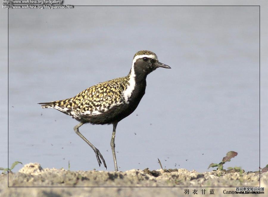 ����a����ֳ��