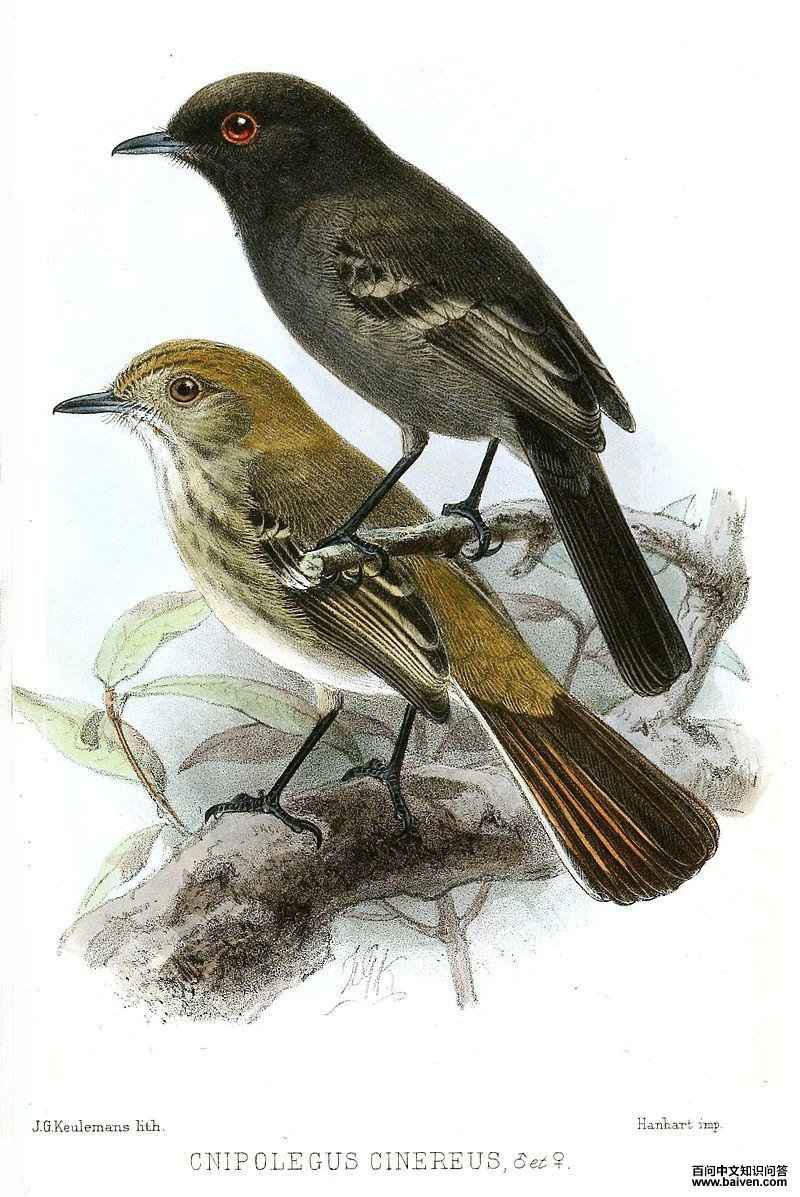 �Ұ��l��ͼƬ