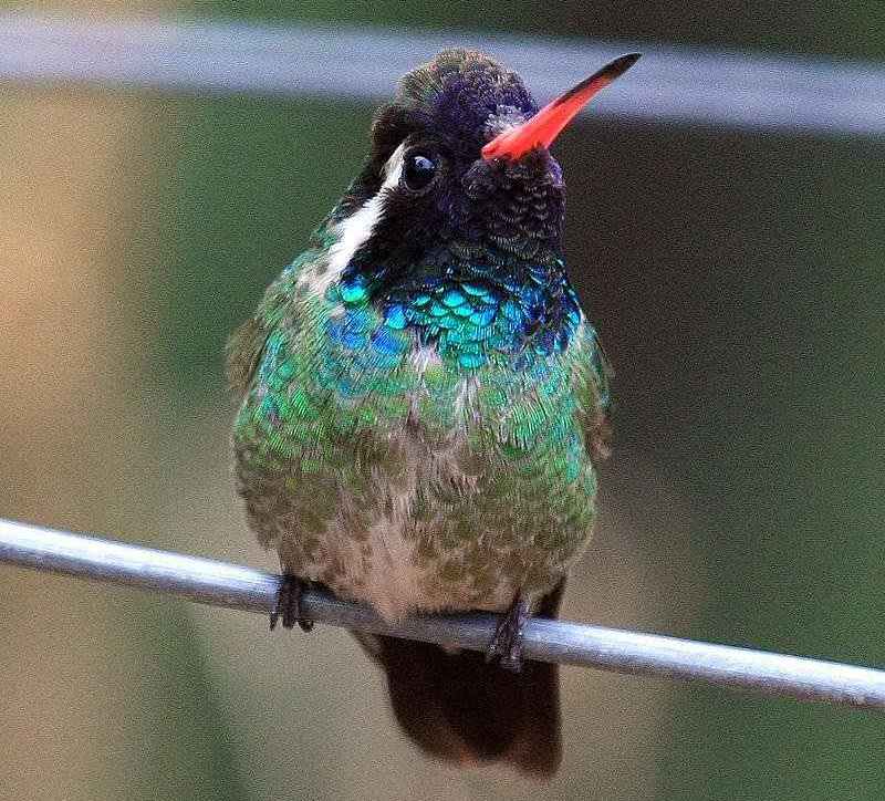 �׶������ͼƬ