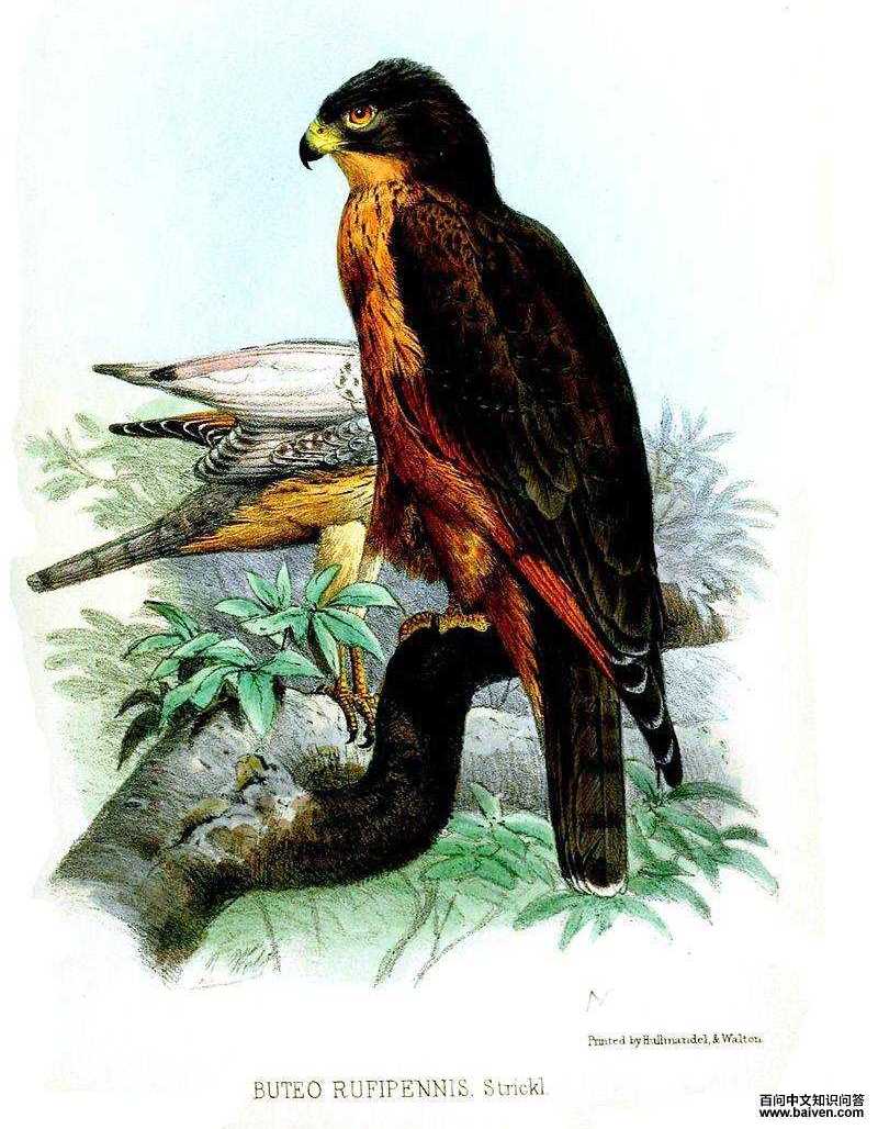 ���\ӥ��ͼƬ