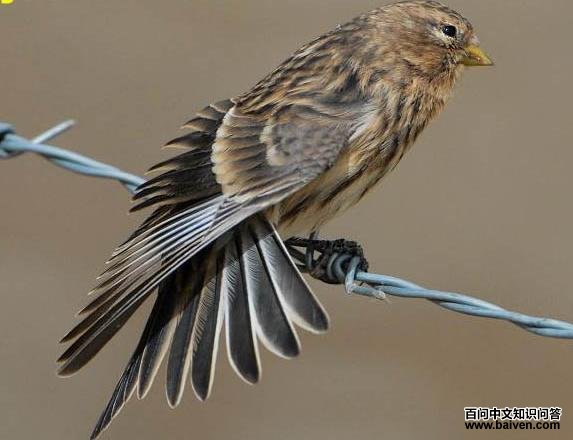 �����춥ȸ