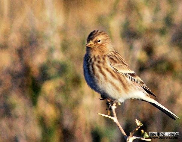 �����춥ȸ