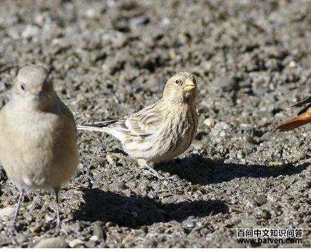 �����춥ȸ