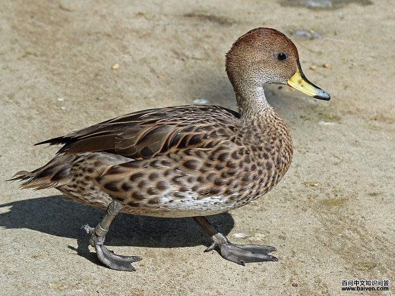 ������βѼ��ͼƬ