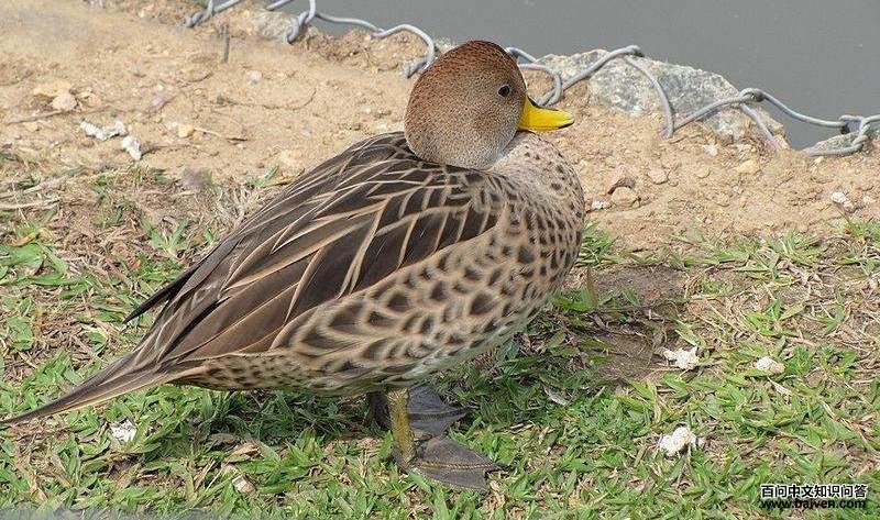 ������βѼ