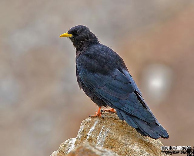 ����ɽѻ��ͼƬ