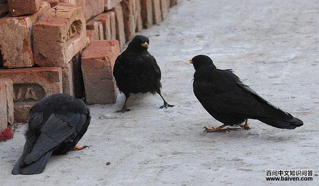 ����ɽѻ�������У��Ȼ�ɫ��