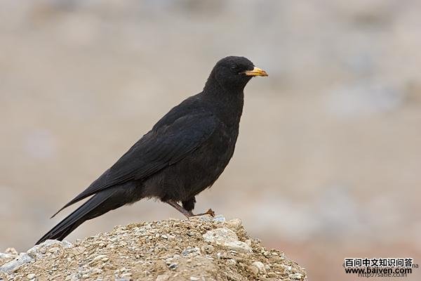 ����ɽѻ���ǳ����Ȼ�ɫ��