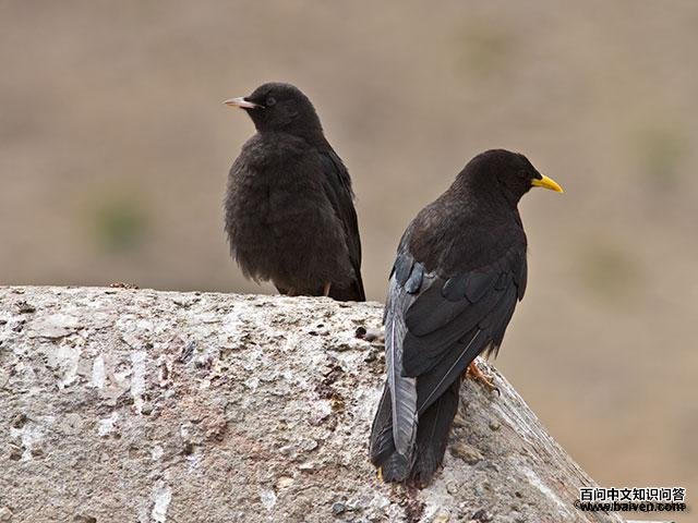 ����ɽѻ�����������