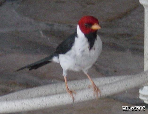 黄嘴蜡嘴鹀 黄嘴蜡嘴鹀的图片