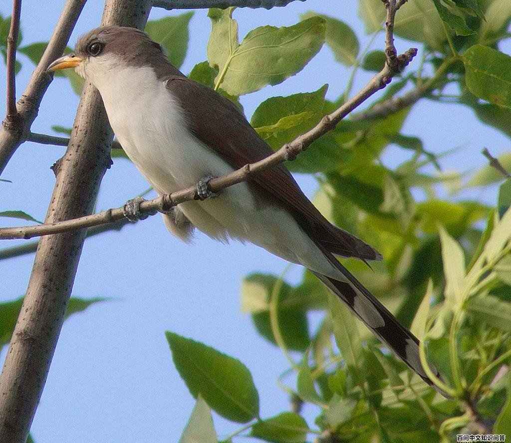 黄嘴美洲鹃 黄嘴美洲鹃的图片