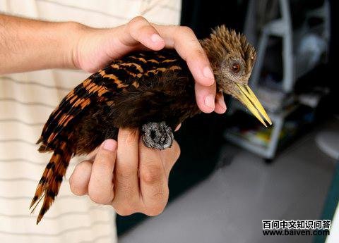 ��������ľ��