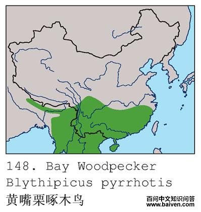 ��������ľ��