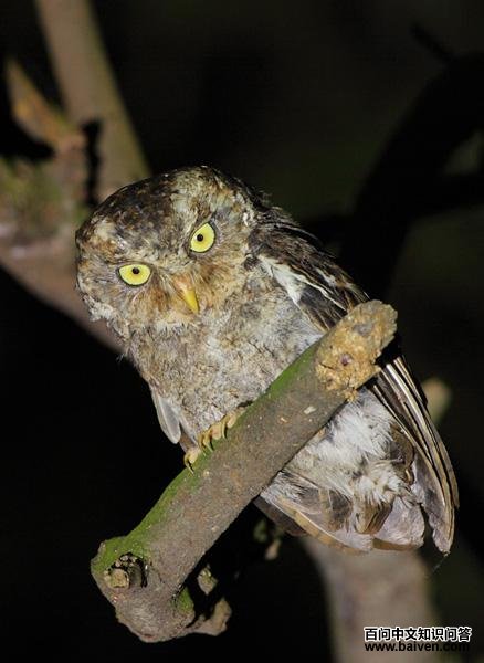 ������^��ͼƬ