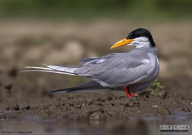 �������Ÿ��ͼƬ