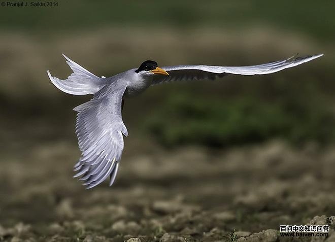 �������Ÿ����ֳ��