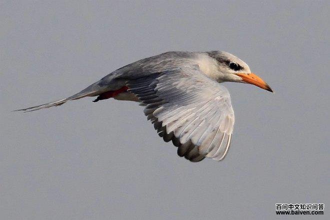 �������Ÿ���Ƿ�ֳ��