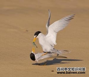 �������Ÿ