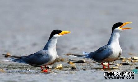 �������Ÿ