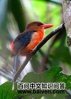 ɽ�������