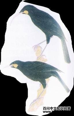 ���촹��ѻ��ͼƬ