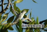 �����ɡ���ͼƬ