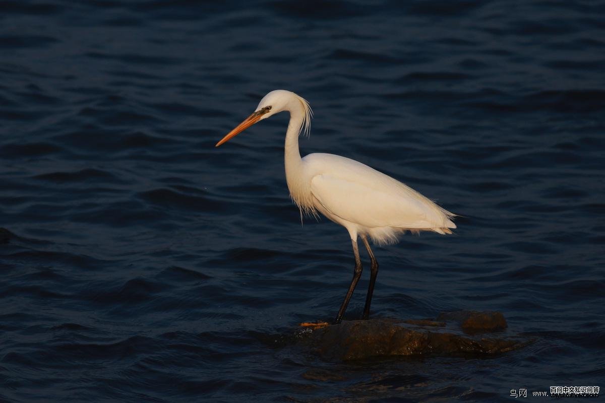 »Æ×ì°×ðØ »Æ×ì°×ðصÄͼƬ