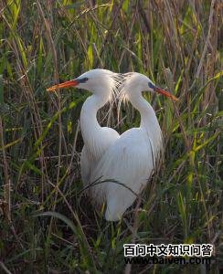 ������أ���ֳ��