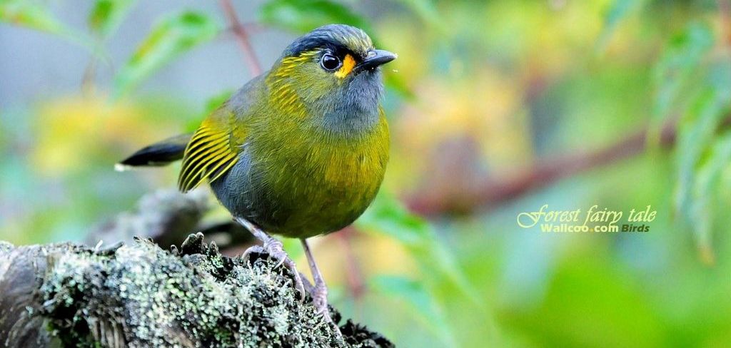 ����޴�̵�ͼƬ