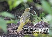 黄翼斑斗鹎 黄翼斑斗鹎的图片