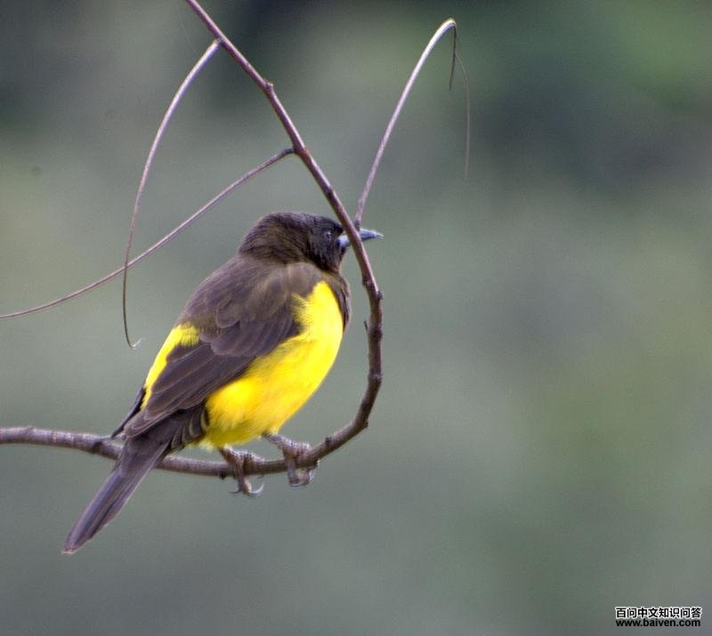 ��������ȸ��ͼƬ