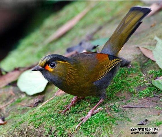 ����޴��