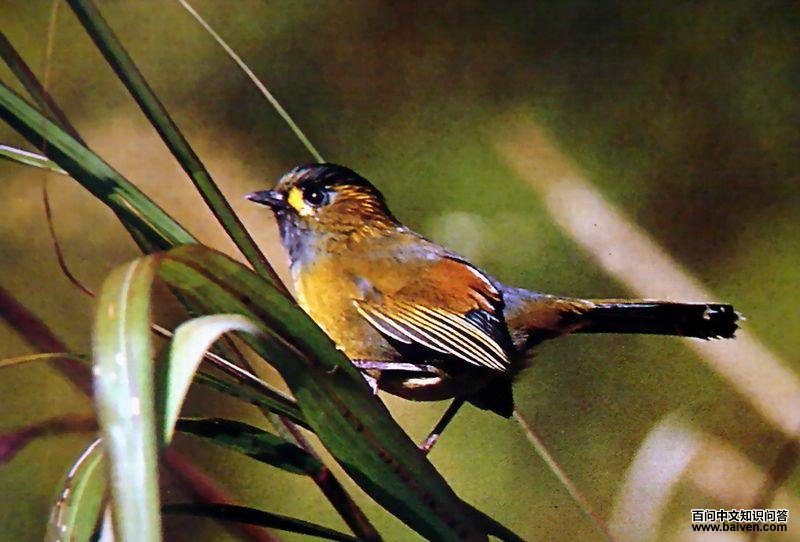 ����޴��