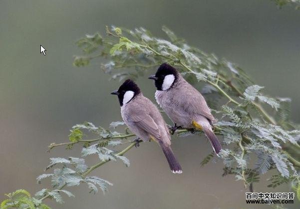 �׶��ǵ�ͼƬ