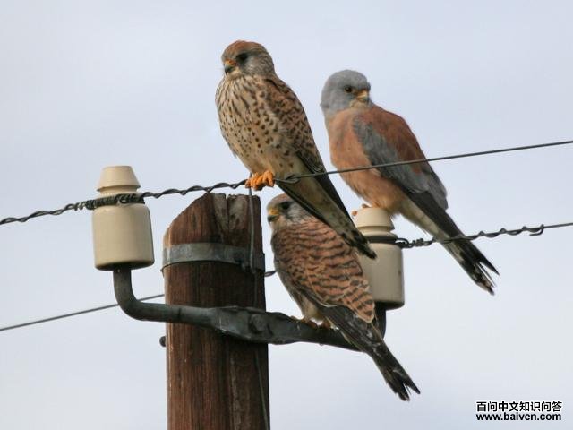 ��צ����ͼƬ