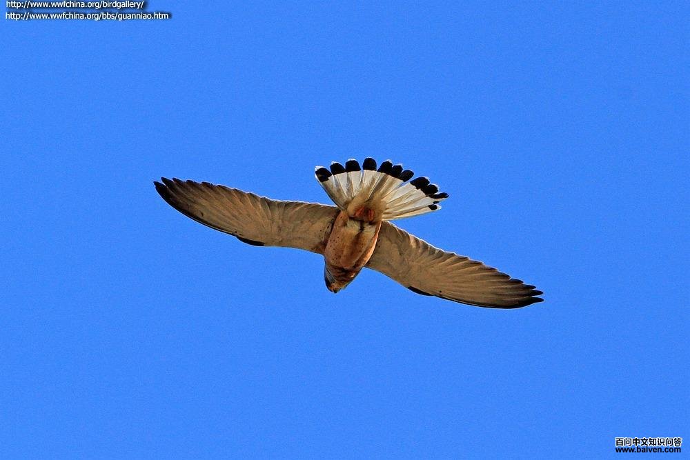 ��צ���������ͼ