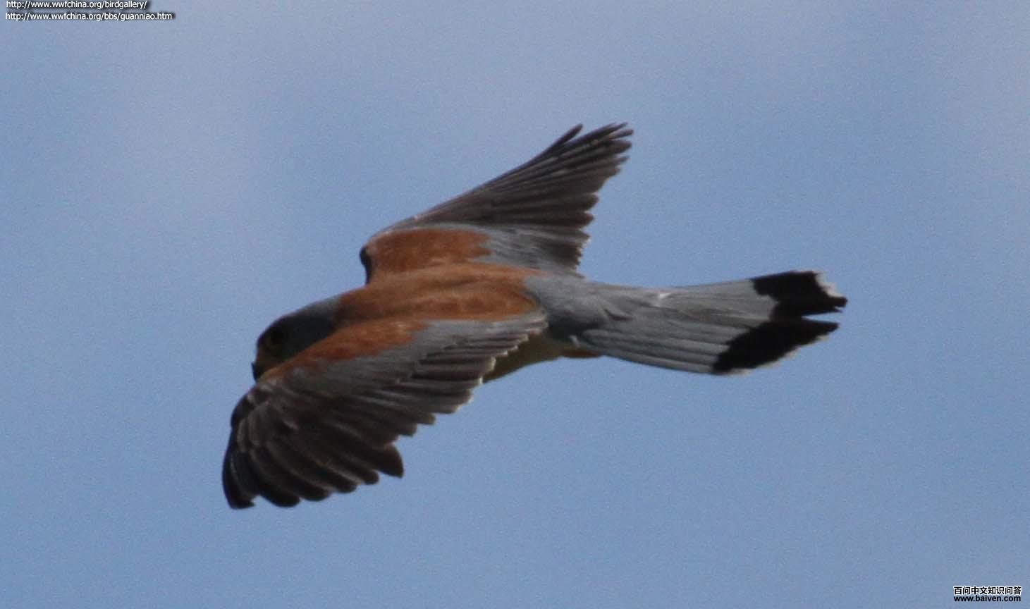 ��צ���������ͼ