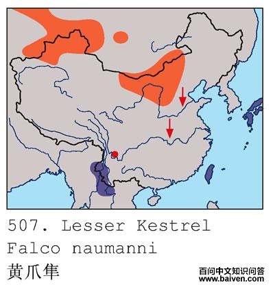 ��צ���������ֲ�ͼ